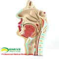 THROAT05 (12511) Human ENT Physiology Anatomía de la sección nasal Modelo de anatomía de la garganta de la nariz